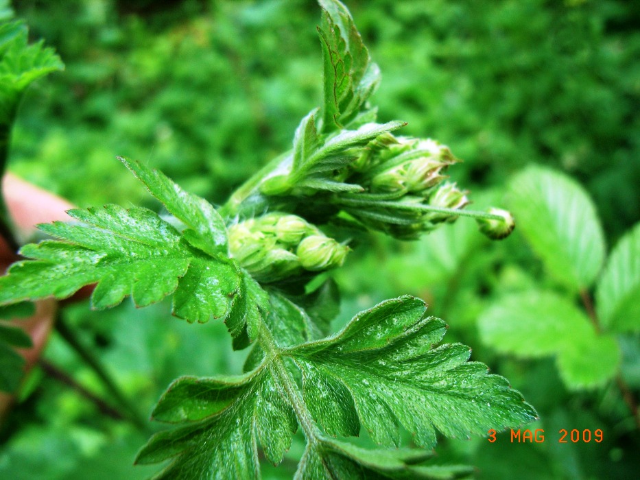 cfr. Anthriscus sylvestris